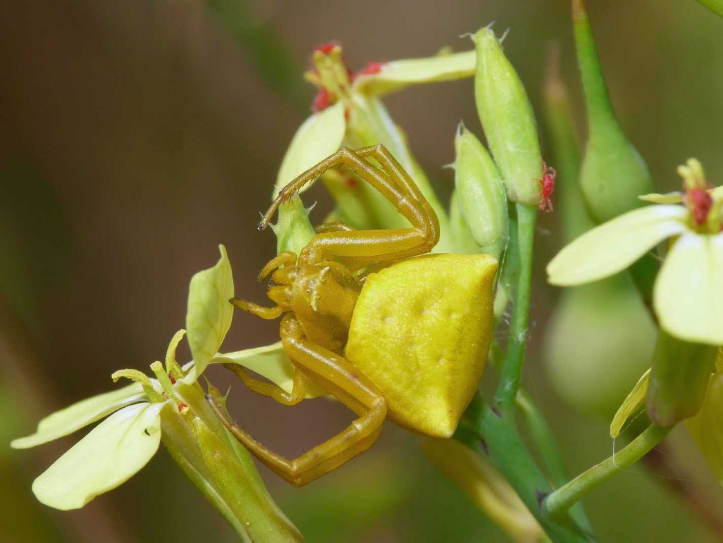 Thomisus onustus